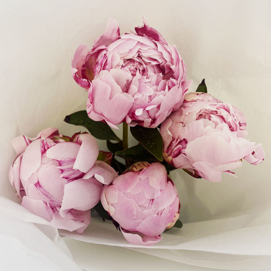 Market Bunch - Peonies