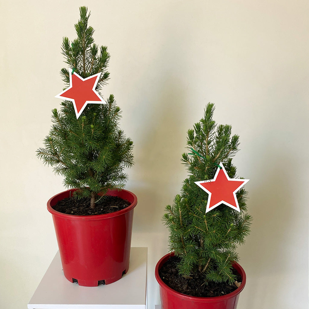 Mini Christmas Trees